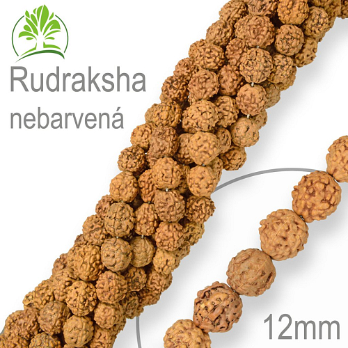 Korálky exotická semínka Rudraksha nebarvená velikost 12mm. Balení 5Ks